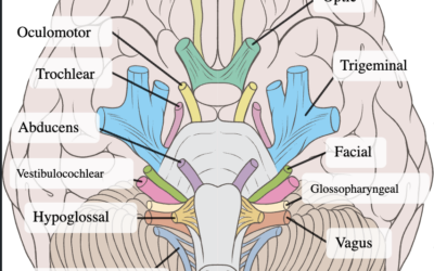 Introduction to Orofacial Movement Disorders